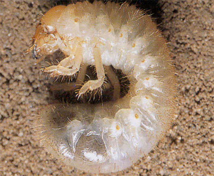 Larva de tercer instar del escarabajo japonés completamente desarrollada.